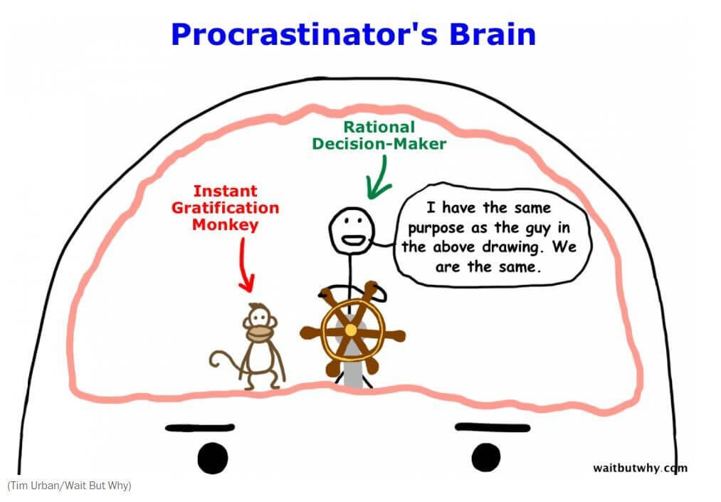 brain